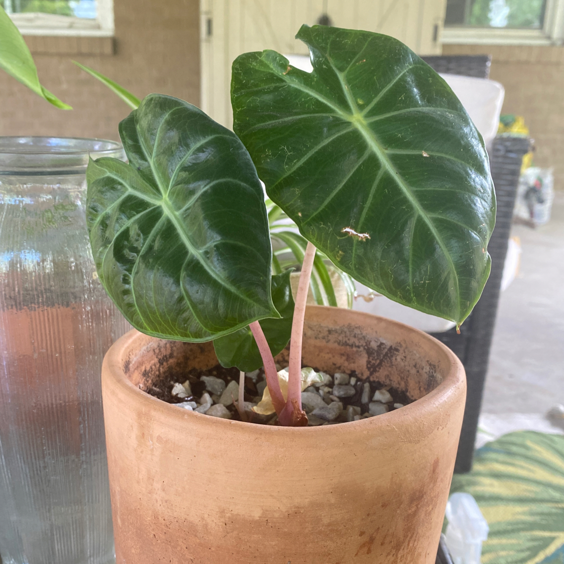 Photo of the plant species Elephant Ear 'Morocco' by @djpisshead named Baby Al on Greg, the plant care app