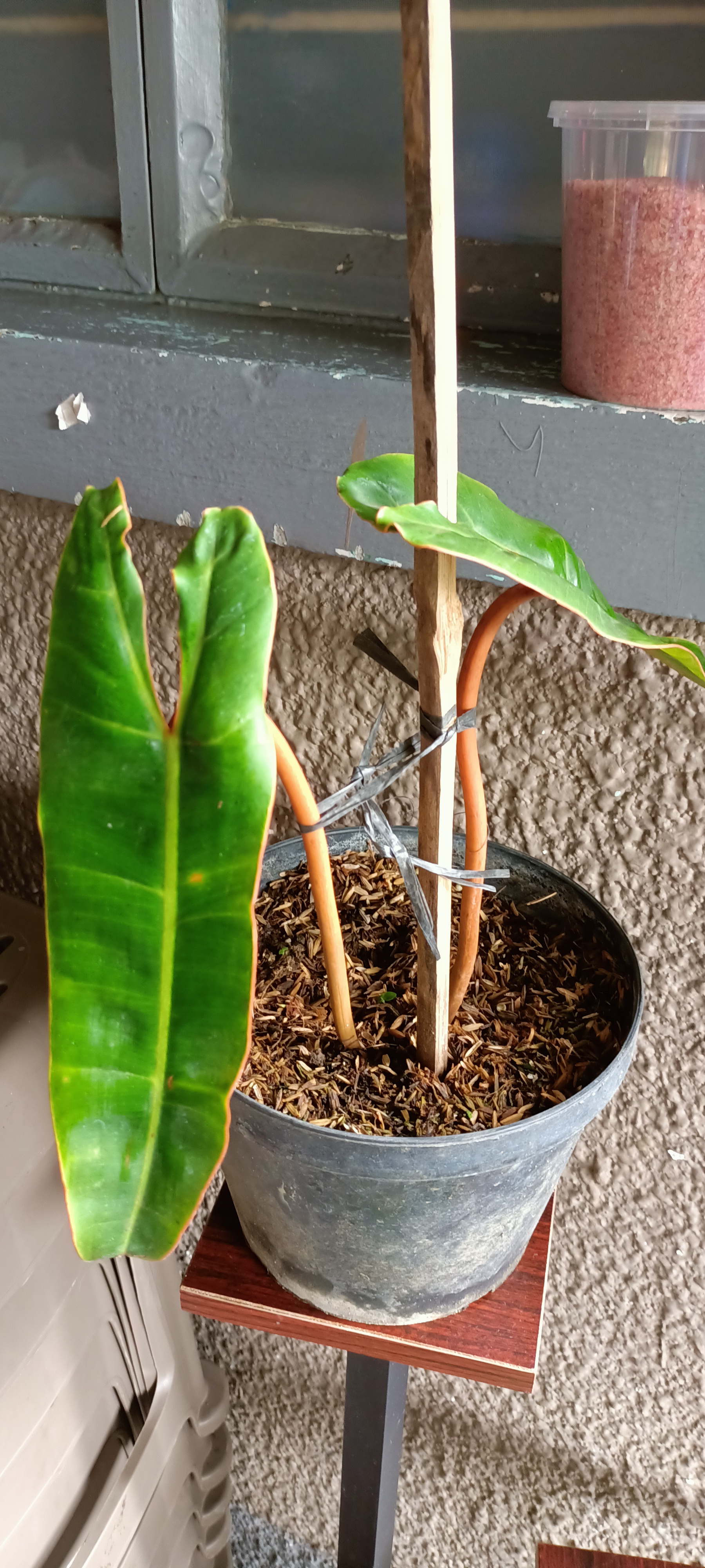 Philodendron billietiae plant in a pot with visible soil and some leaf damage.