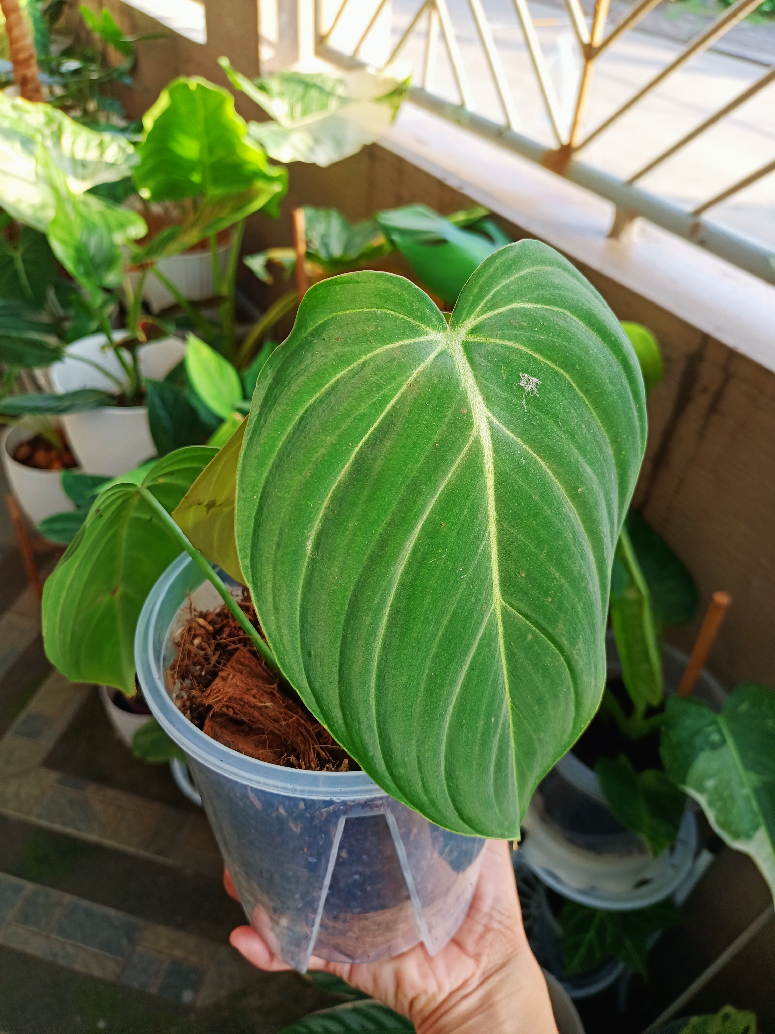 Philodendron 'Glorius' plant in a plastic pot, held by a hand, with other plants in the background.