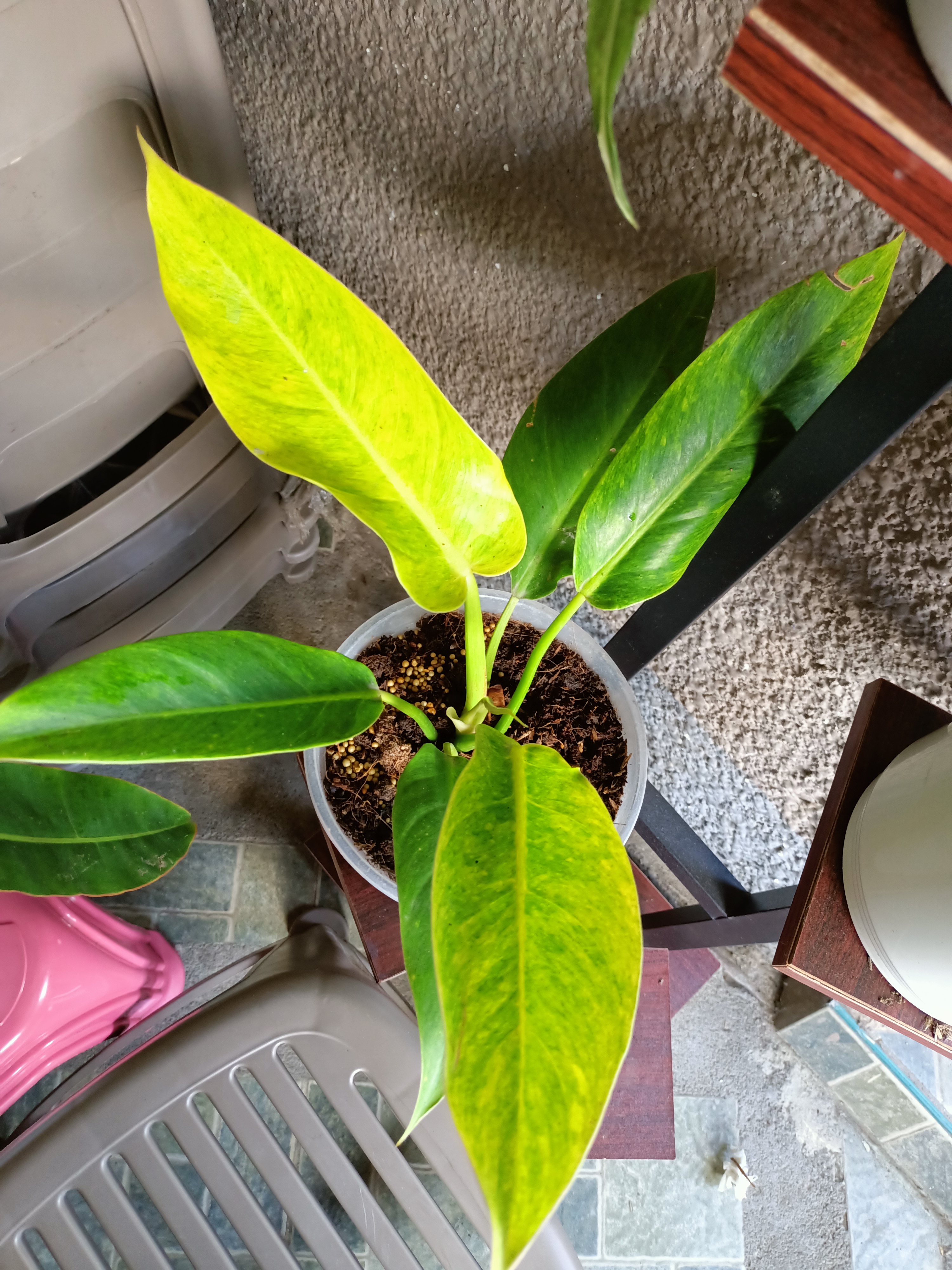 Photo of the plant species Philodendron by @Bloodberry named Calkins on Greg, the plant care app
