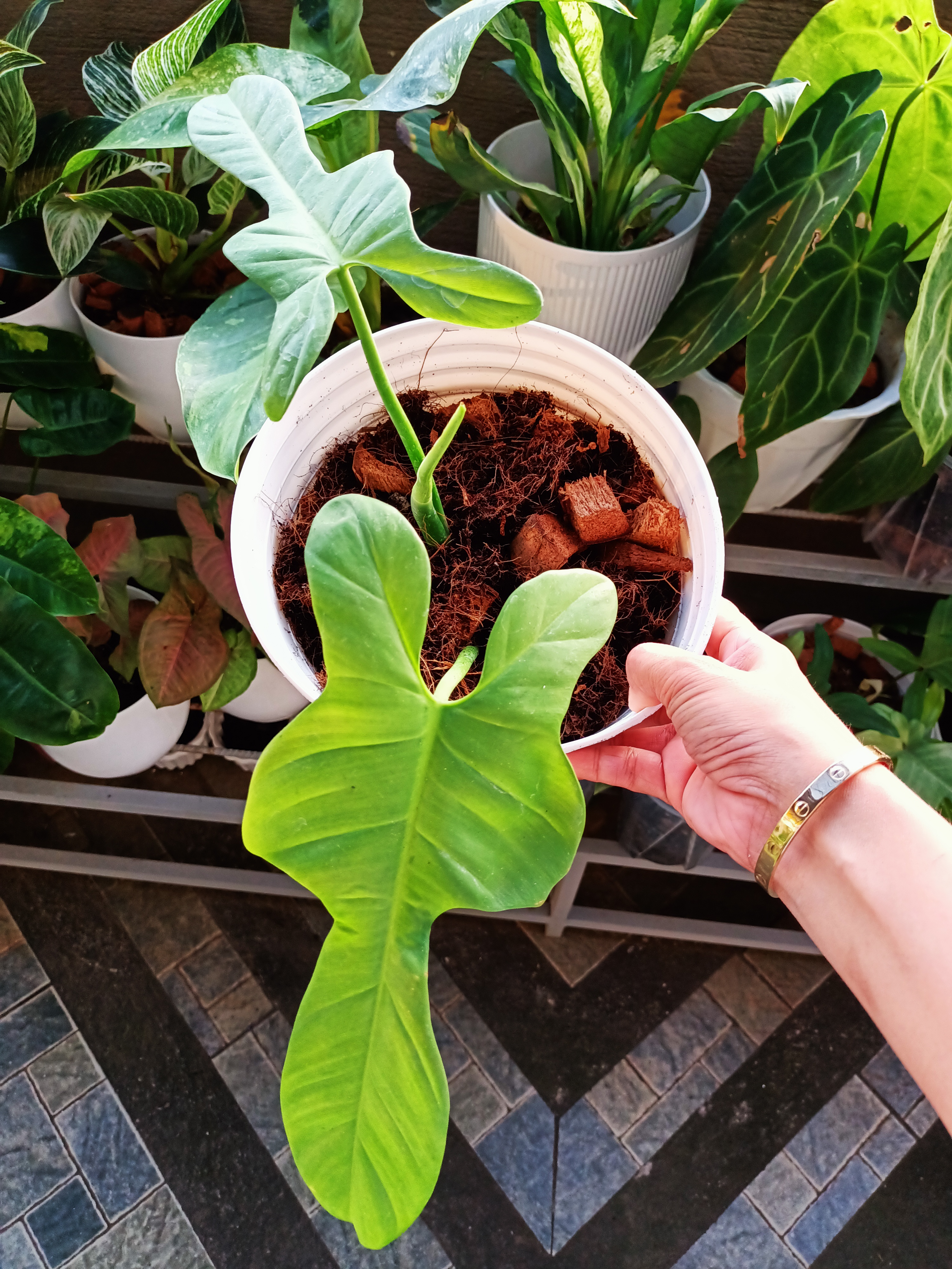 Horsehead Philodendron in a white pot held by a hand, with visible soil and healthy green leaves.