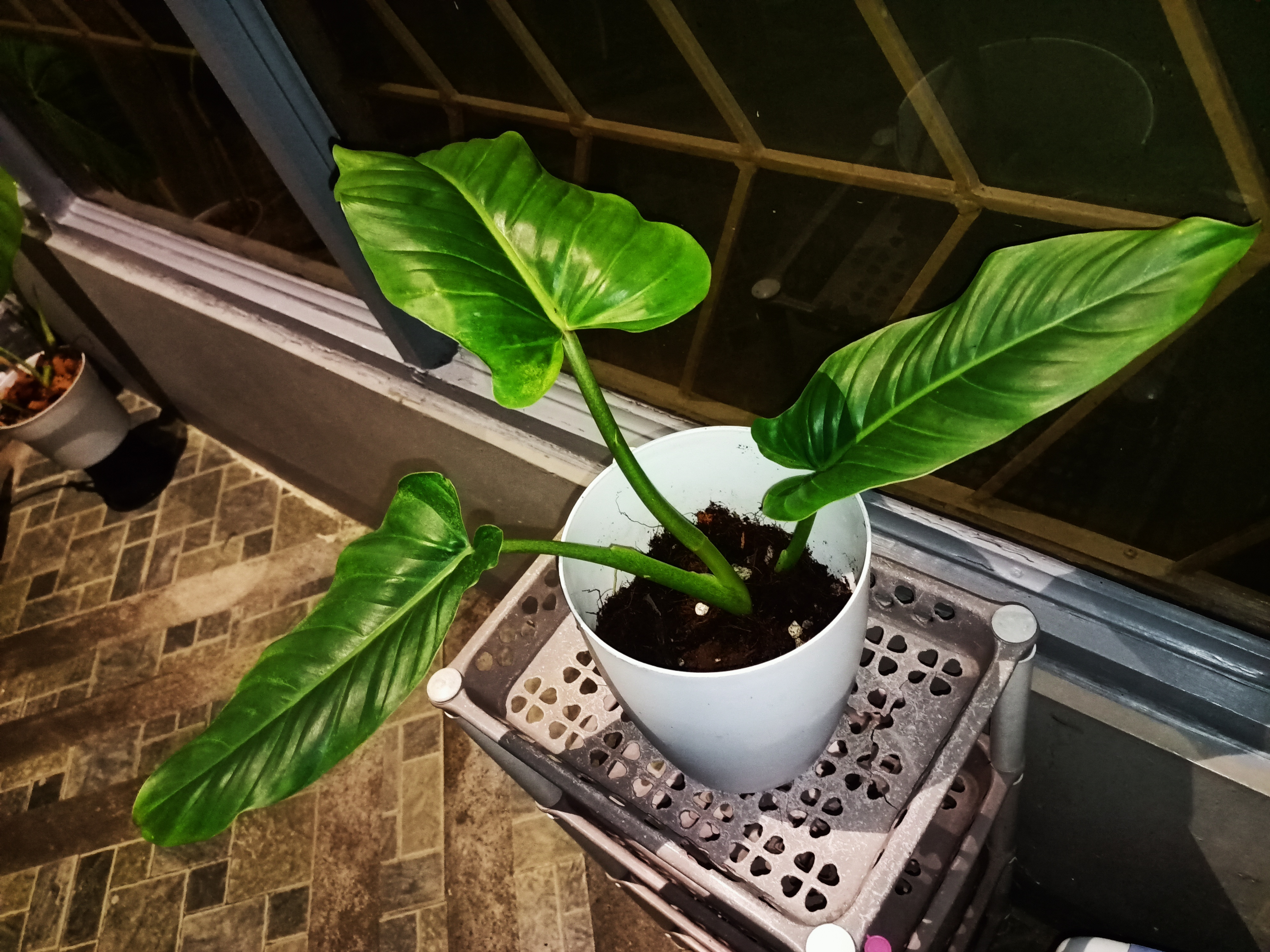 Philodendron subhastatum plant in a white pot with large green leaves.