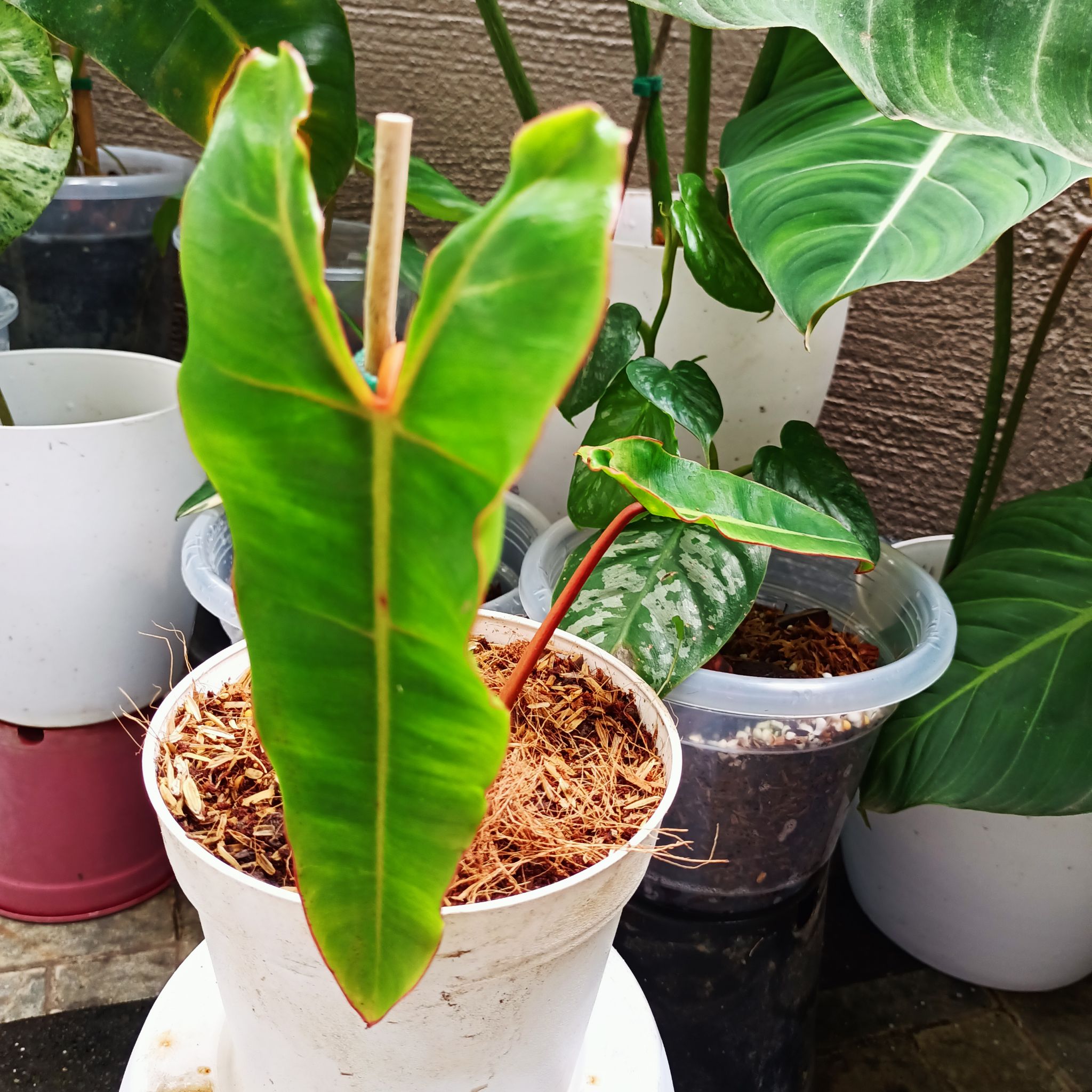 Philodendron billietiae plant in a white pot with vibrant green leaves and mulch-covered soil.