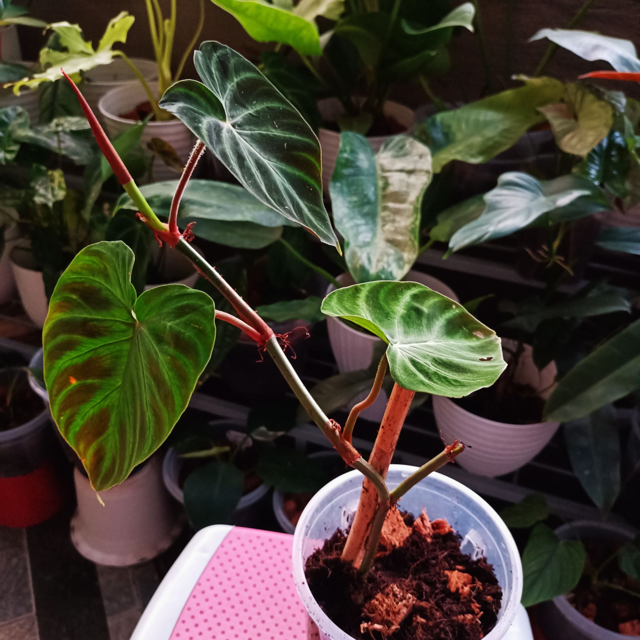 Ecuador Philodendron plant with vibrant green leaves in a clear pot with visible soil.