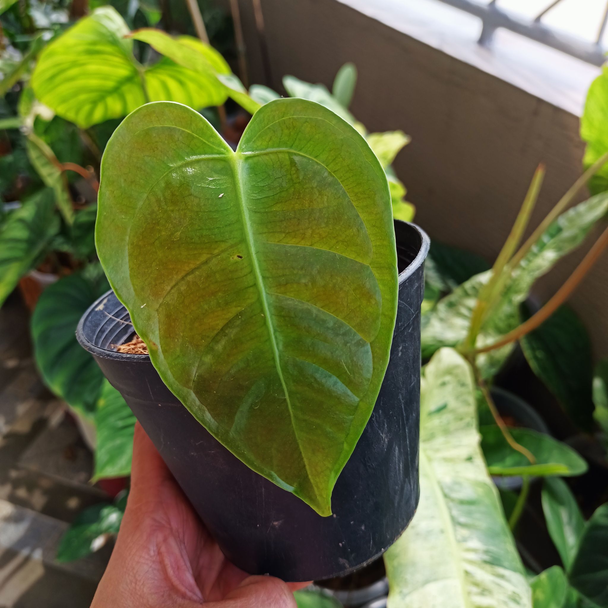 Anthurium veitchii plant with some leaf browning and yellowing, held in a black pot.