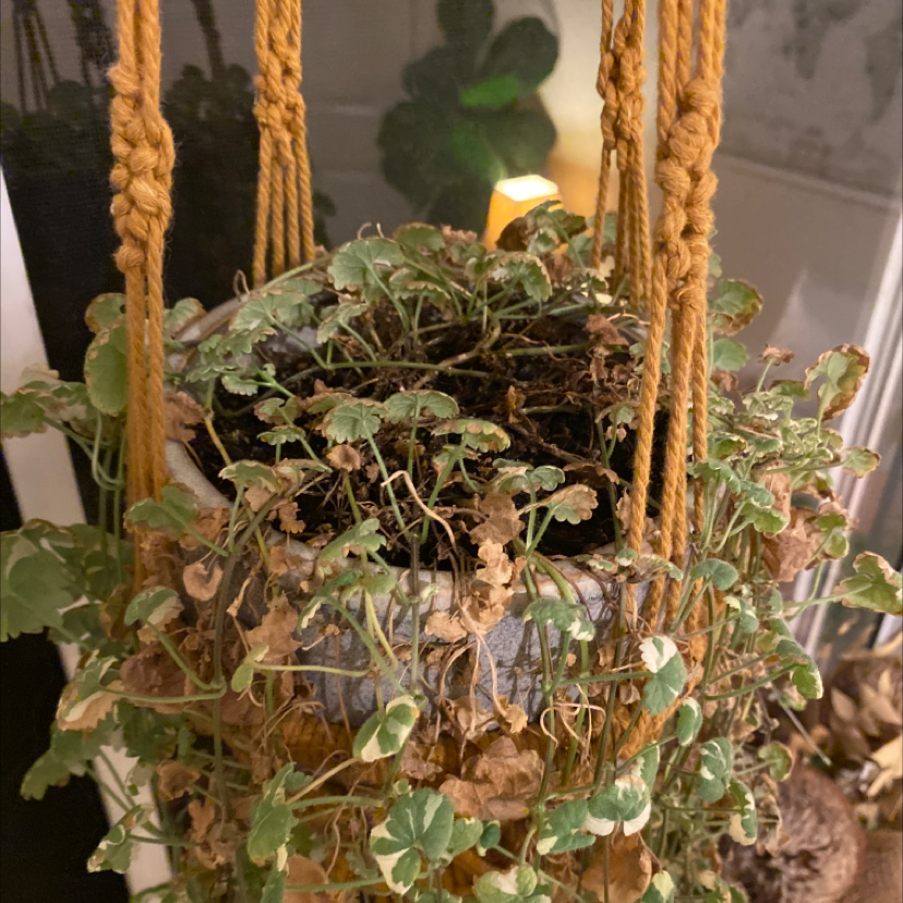 Hanging pot with a Zonale Geranium plant showing significant browning and wilting of leaves.