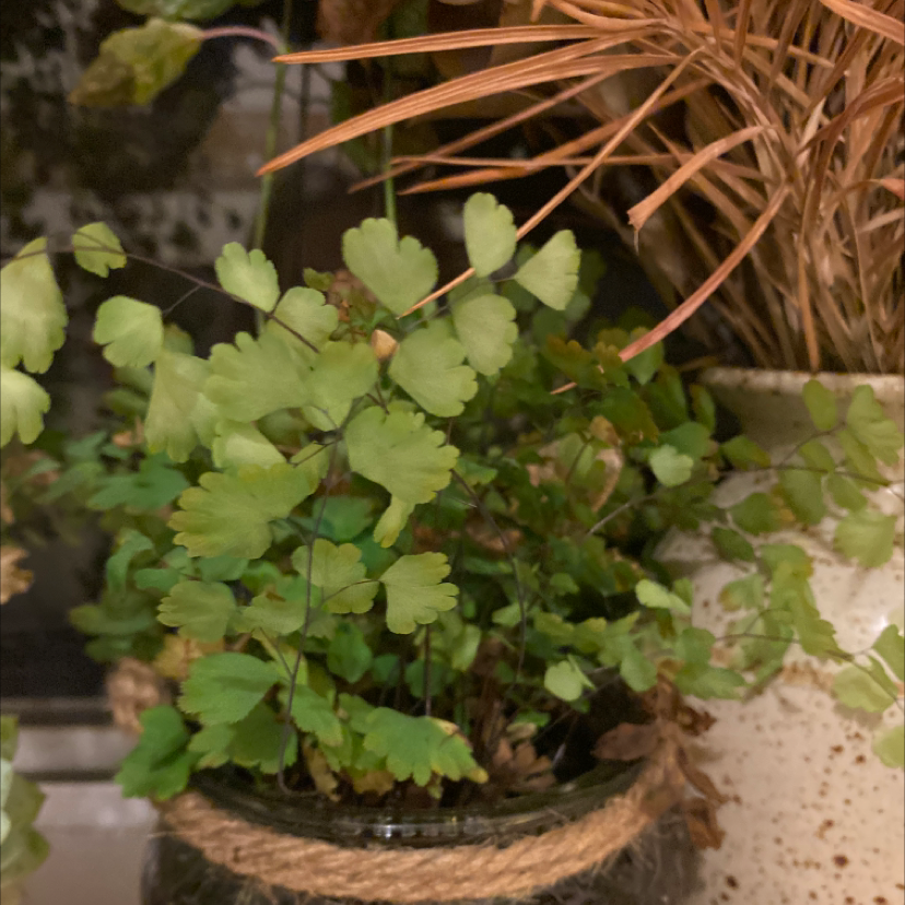 Maidenhair Fern with green fronds in a pot, another plant with brown leaves in the background.
