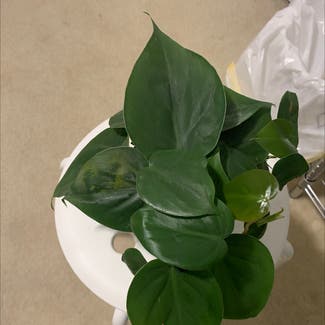 Heartleaf Philodendron plant in Atoka, Tennessee