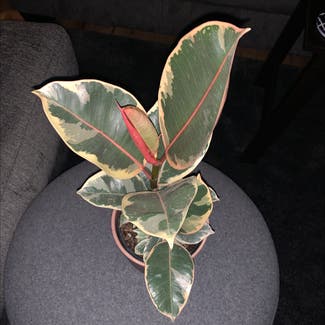 Variegated Rubber Tree plant in Atoka, Tennessee