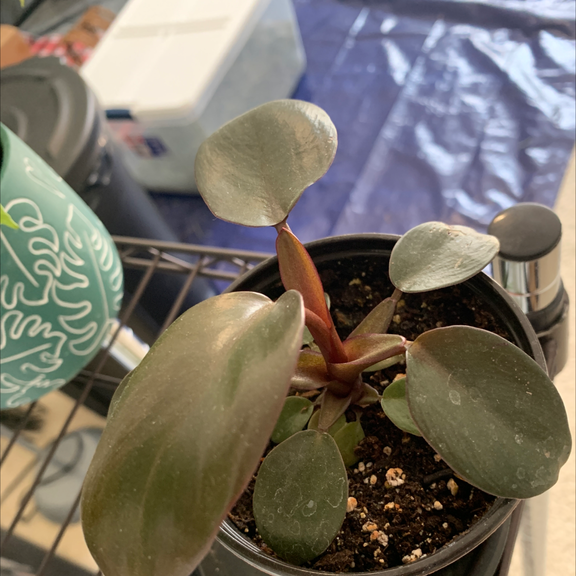 Philodendron 'Black Cardinal' plant in a pot with dark, glossy leaves.