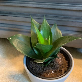 Snake Plant plant in Atoka, Tennessee