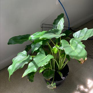 Philodendron Xanadu plant in Atoka, Tennessee