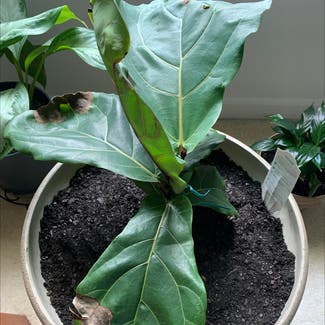 Fiddle Leaf Fig plant in Atoka, Tennessee