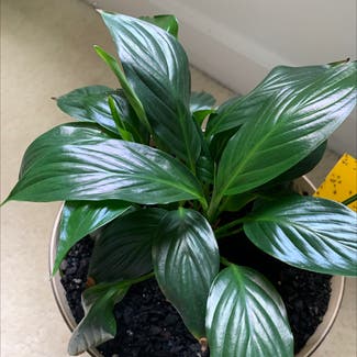 Peace Lily plant in Atoka, Tennessee