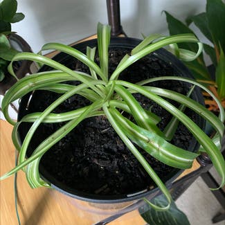 Spider Plant plant in Atoka, Tennessee