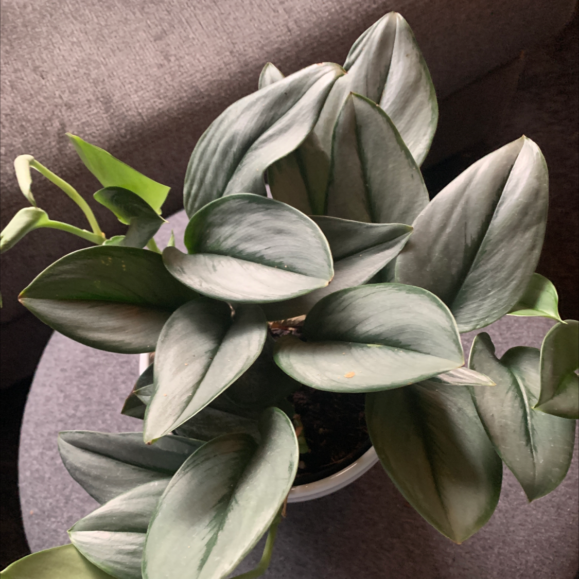 Scindapsus pictus 'Silver Hero' plant with healthy, silver-green leaves.