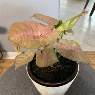 Pink Syngonium plant in Atoka, Tennessee