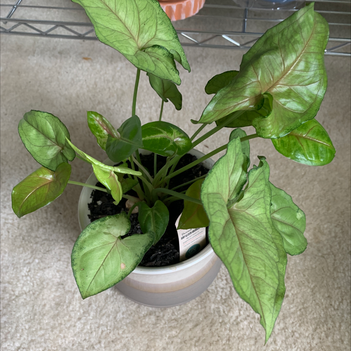 Syngonium 'Berry' plant in a pot with mostly healthy leaves and visible soil.