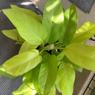 Golden Goddess Philodendron plant in Atoka, Tennessee