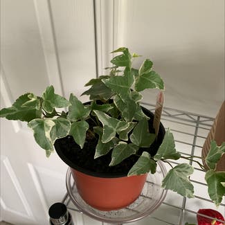 English Ivy plant in Atoka, Tennessee