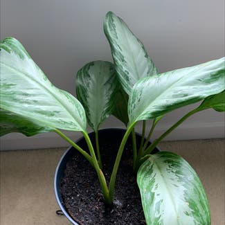 Chinese Evergreen plant in Atoka, Tennessee