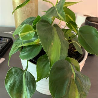 Philodendron Brasil plant in Atoka, Tennessee