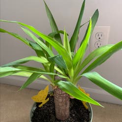Blue-Stem Yucca plant