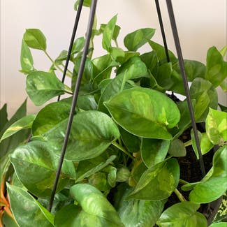 Global Green Pothos plant in Atoka, Tennessee