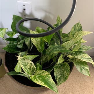Marble Queen Pothos plant in Atoka, Tennessee