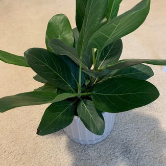 Audrey Ficus plant in Atoka, Tennessee