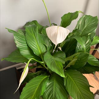 Peace Lily plant in Atoka, Tennessee