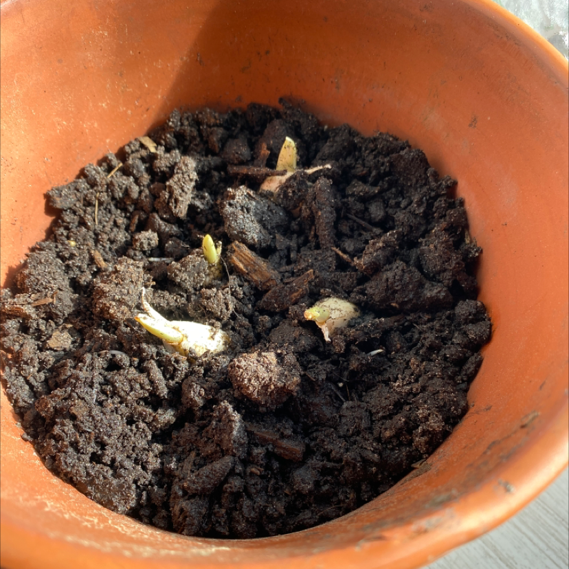 Garlic plant photo by @shrikeplants named Lyle on Greg, the plant care app.