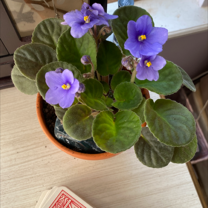 African Violet plant photo by @shrikeplants named Helena on Greg, the plant care app.