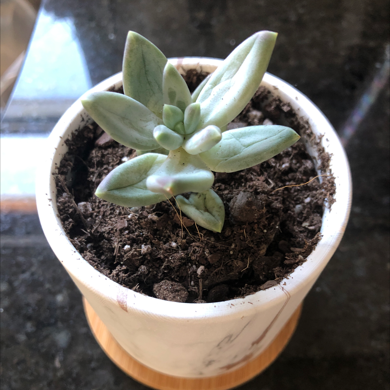 Pachyveria Little Jewel succulent in a white pot with visible soil.