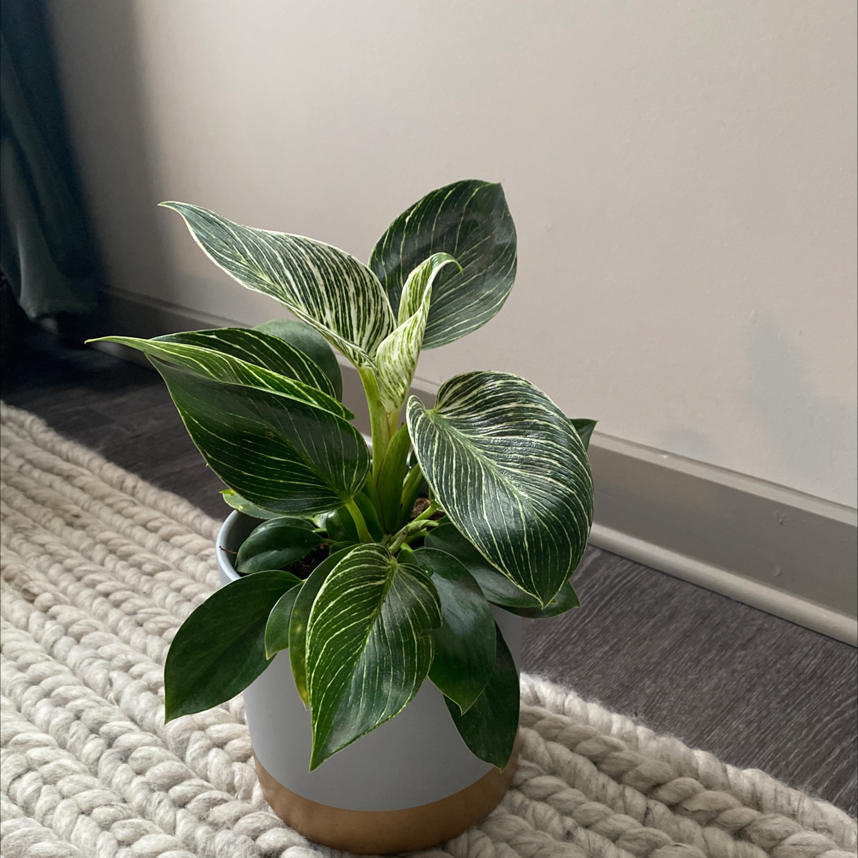 Philodendron 'Congo' plant in a pot on a textured rug, appearing healthy with vibrant green leaves.