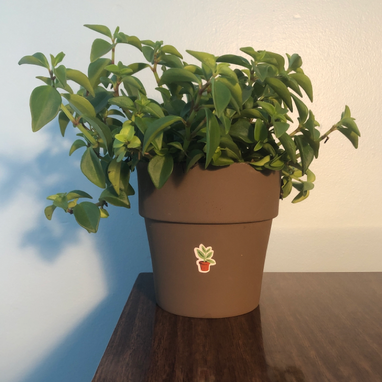 Peperomia 'Amigo Marcello' plant in a brown pot on a wooden surface.