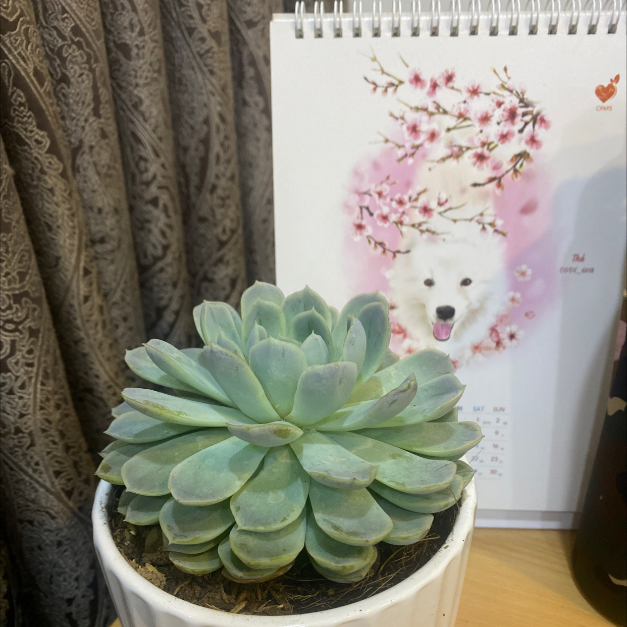 Echeveria Elegans plant photo by @NighaYang named Lil Lotus on Greg, the plant care app.