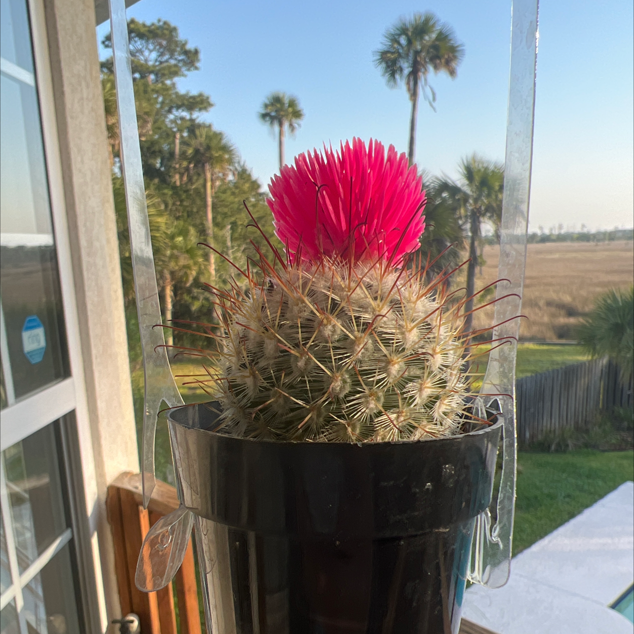 Pincushion Cactus in a black pot with a vibrant pink flower on top, set against an outdoor background.