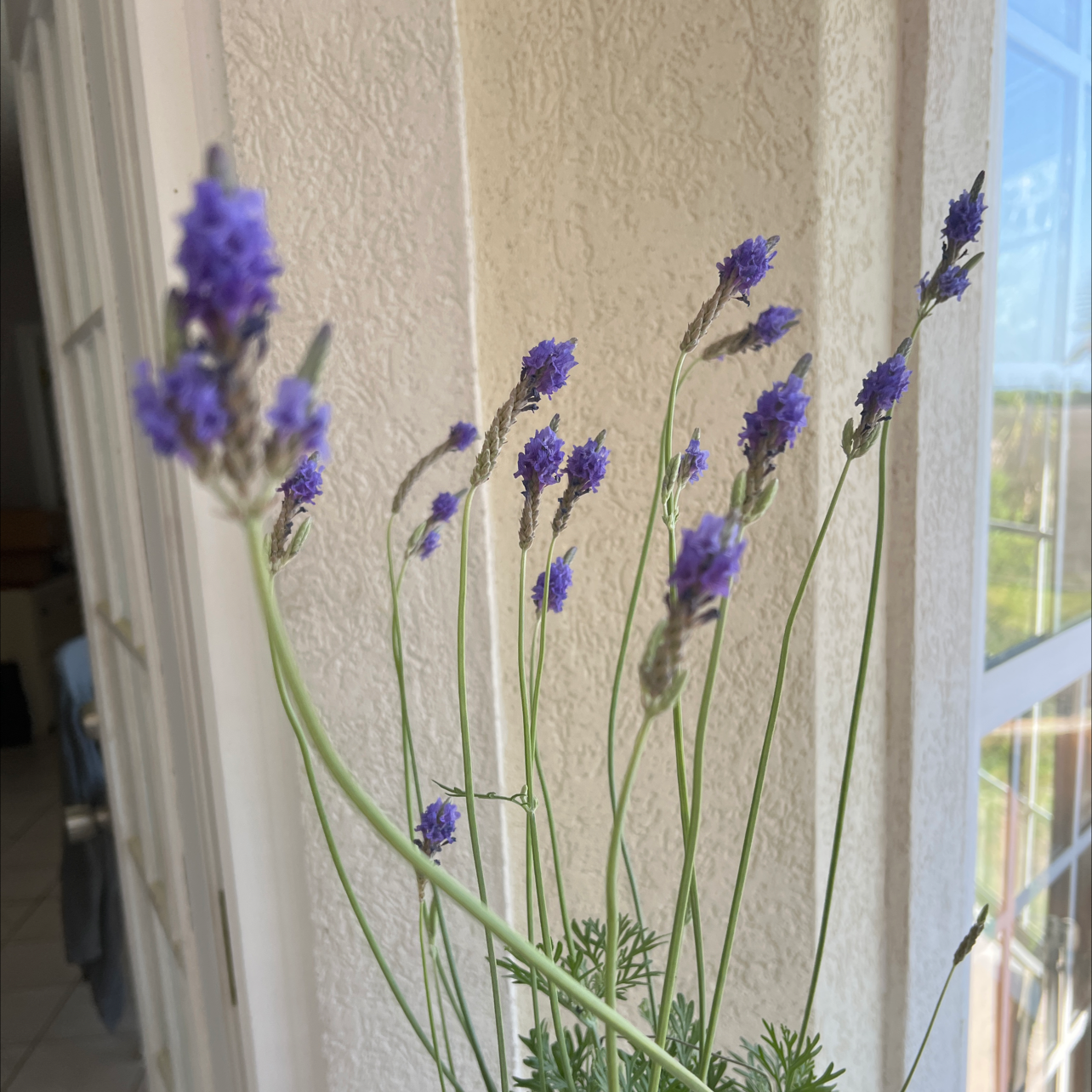 Your plant