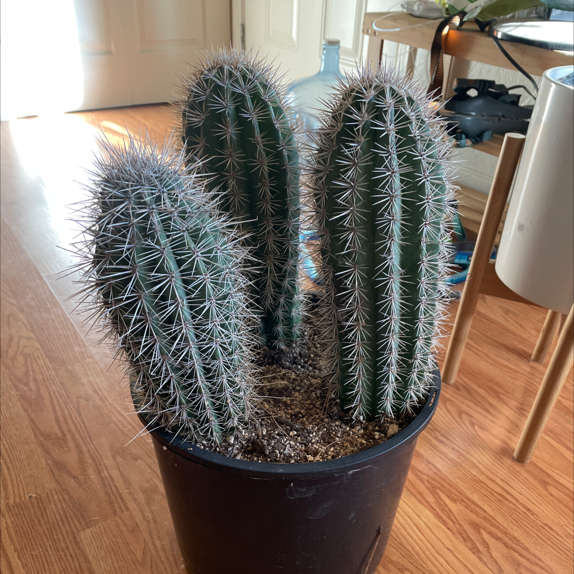 Photo of the plant species Saguaro by @CunningCowbane named Tres on Greg, the plant care app