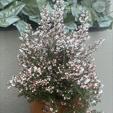 Photo of the plant species Erica Rosea by Mimeticmagic named Erica Rosea on Greg, the plant care app