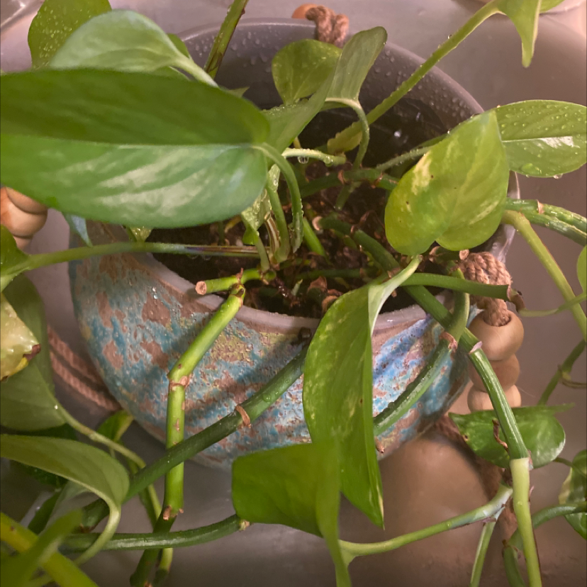 Ivy Arum plant photo by @GodsendHawthorn named Alfredo￼<3 on Greg, the plant care app.