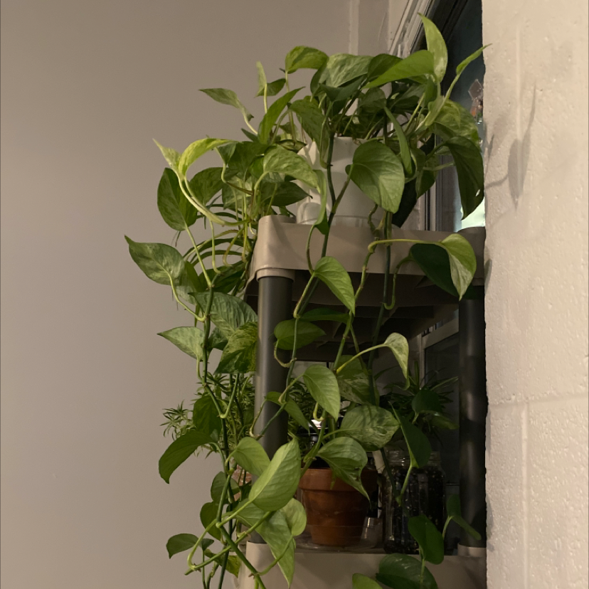 Ivy Arum plant photo by @PrizeDyebush named Your plant on Greg, the plant care app.