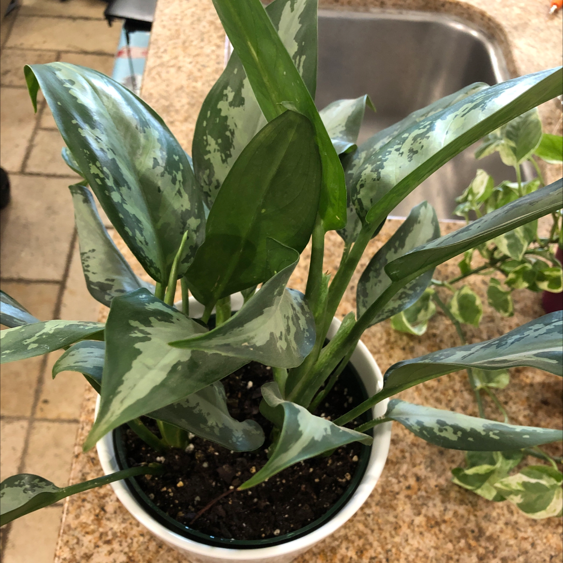 Healthy Chinese Evergreen houseplant with glossy green and white variegated leaves in a silver pot.