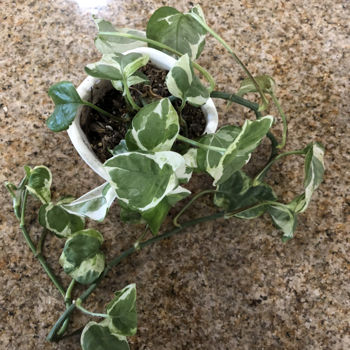 Pothos N' Joy plant in a white pot with variegated green and white leaves.