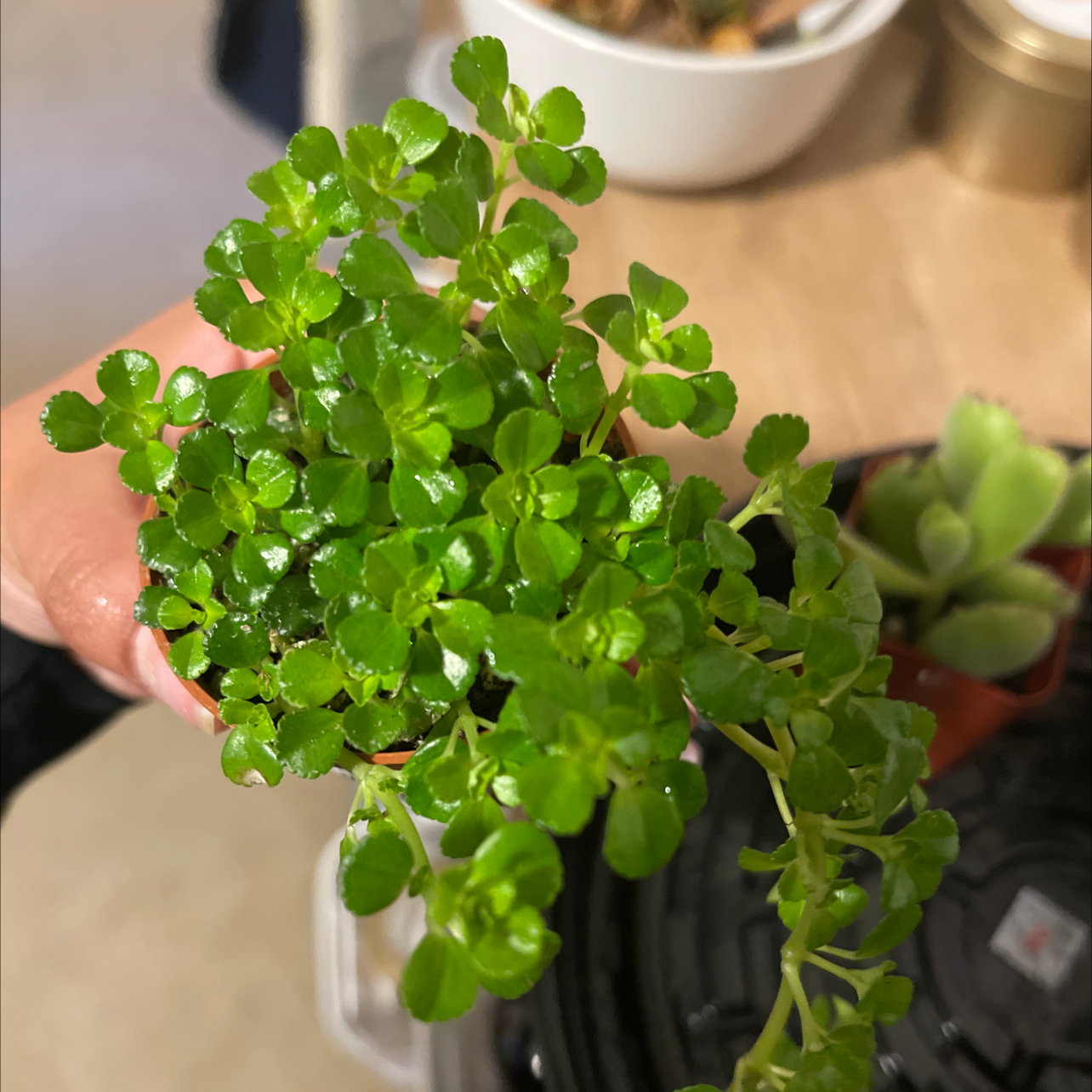 Photo of the plant species Pilea Baby Tears by @yvonnelopez named Tupot amaroot on Greg, the plant care app