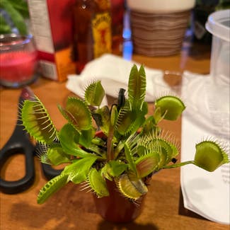 Venus Fly Trap plant in Moncton, New Brunswick
