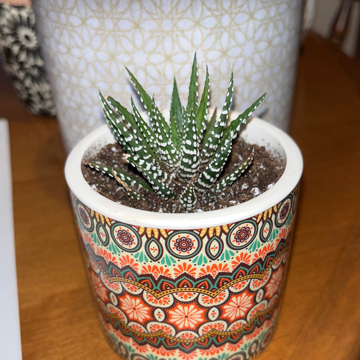 Zebra Plant plant photo by @TycoonGuepinia named José on Greg, the plant care app.