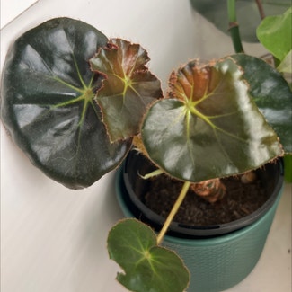 Beefsteak Begonia plant in Somewhere on Earth
