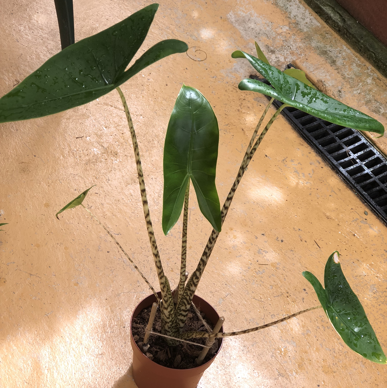 Potted Zebra Elephant Ear plant with striped stems and large green leaves.